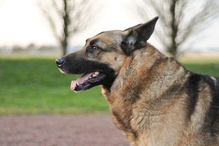 怀孕期被猫狗咬伤狂犬疫苗必须打满五针吗？